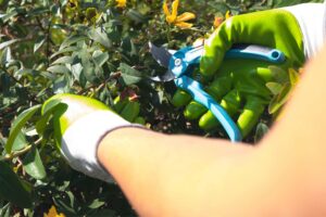 Équipe Omena pratiquant une taille douce, assurant le bien-être et la santé des plantes.