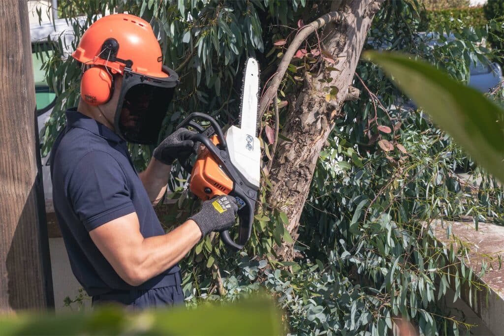 Service professionnel d'élagage d'arbres effectué par l'équipe d'Omena à Toulouse.