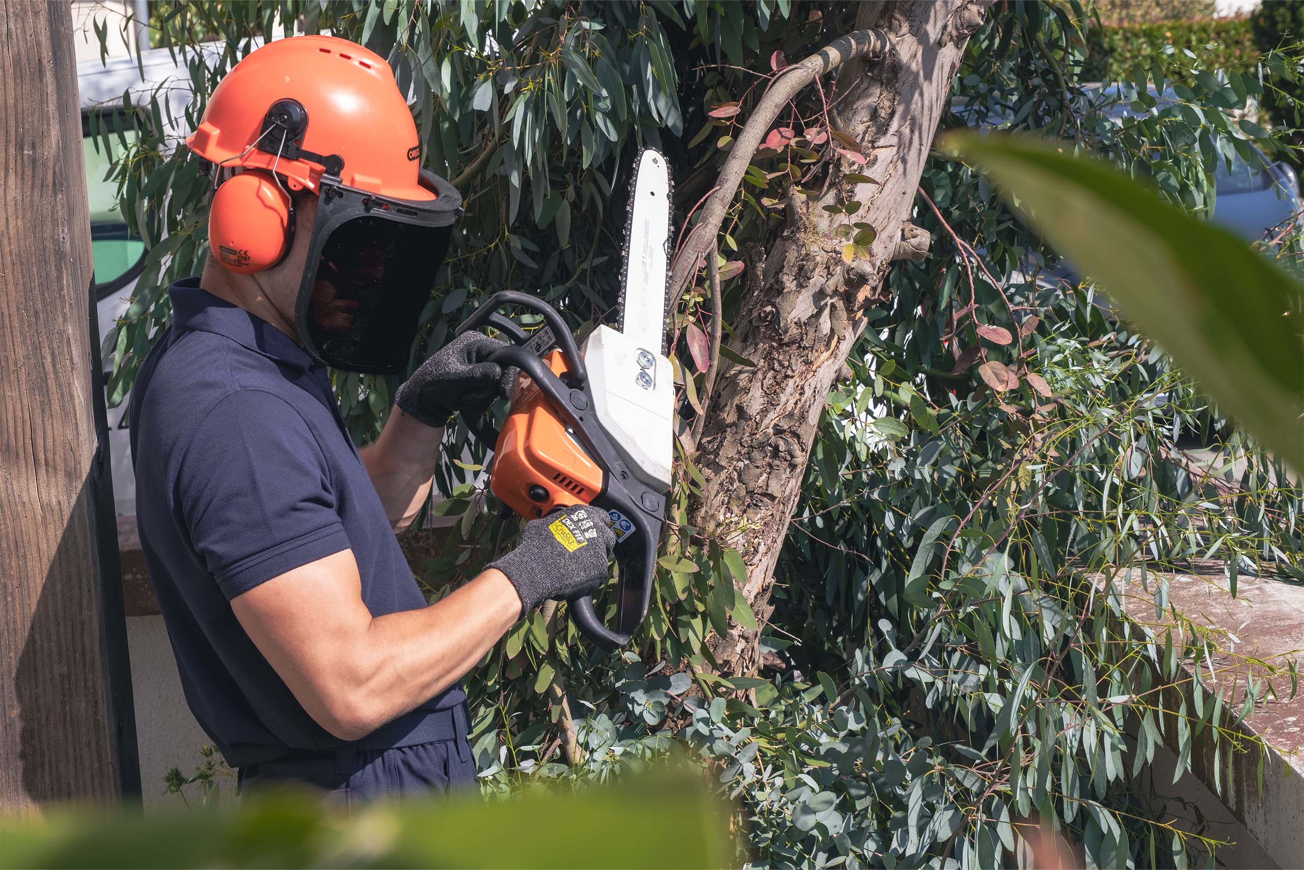Service professionnel d'élagage d'arbres effectué par l'équipe d'Omena à Toulouse.