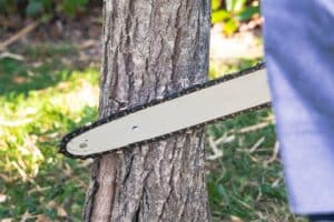 Professionnels Omena effectuant un abattage d'arbre de manière sécurisée et maîtrisée.